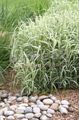リボン草、クサヨシ、庭師のガーター