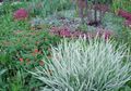   panaché des plantes décoratives Ruban Herbe, L'alpiste Roseau, Les Jarretières De Jardinier des céréales / Phalaroides Photo