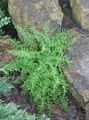   zelená Dekoratívne rastliny Seno Voňajúce Papraď paprade / Dennstaedtia fotografie