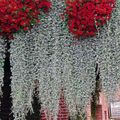   сріблястий Декоративні Рослини Діхондра декоративно-листяні / Dichondra argentea Фото