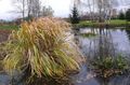   svetlo-zelená Dekoratívne rastliny Severnej Divoká Rýže- traviny / Zizania aquatica fotografie