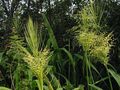   ღია მწვანე დეკორატიული მცენარეები ჩრდილოეთ ველური ბრინჯი მარცვლეული / Zizania aquatica სურათი