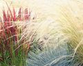   red Ornamental Plants Cogon Grass, Satintail, Japanese Blood Grass cereals / Imperata cylindrica Photo