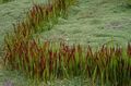   red Ornamental Plants Cogon Grass, Satintail, Japanese Blood Grass cereals / Imperata cylindrica Photo