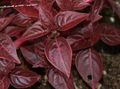   бордовий Декоративні Рослини Ірезіне декоративно-листяні / Iresine Фото