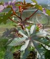 fénykép Ricinus, Ricinusolaj Növény, Mol Bab, Higuera Pokoli Leveles Dísznövények leírás