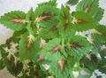   πράσινος Διακοσμητικά φυτά Coleus, Φλόγα Τσουκνίδα, Ζωγραφισμένα Τσουκνίδα διακοσμητικό-φυλλοβόλα φωτογραφία