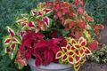   daudzkrāsains Dekoratīvie Augi Coleus, Liesmu Nātres, Krāsotas Nātre lapu dekoratīvie augi Foto