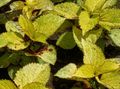 フォト コリウス、炎イラクサ、塗装イラクサ 緑豊かな観葉植物 説明