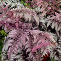   бордовый Декоративные Растения Кочедыжник папортники / Athyrium Фото