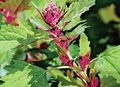   zöld Dísznövény Piros Laboda, Hegyi Spenót leveles dísznövények / Atriplex nitens fénykép