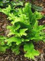   მწვანე დეკორატიული მცენარეები Hart ენა Fern გვიმრები / Phyllitis scolopendrium სურათი