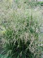 Φουντωτά Hairgrass, Χρυσή Hairgrass, Γρασίδι Μαλλιά, Υποπόδιο Γρασίδι, Γρασίδι Φούντα