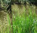 Striped Manna Grass, Reed Manna Grass