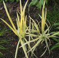   jaune des plantes décoratives Rayée Herbe Manne, Roseau Manne Herbe les plantes de l'eau / Glyceria Photo