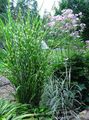   šarolik Ukrasne Biljke Eulalia, Djevojka Trava, Zebra Trava, Kineski Silvergrass trave (žitarice) / Miscanthus sinensis Foto