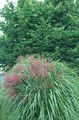   grün Dekorative Pflanzen Eulalia, Geburts Gras, Zebragras, Chinaschilf getreide / Miscanthus sinensis Foto