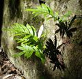   绿 观赏植物 常见Polypody，摇滚Polypody 蕨类植物 / Polypodium 照