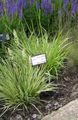   roheline Dekoratiivtaimede Lilla Moor Grass teravilja / Molinia caerulea Foto
