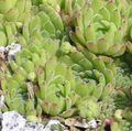   svetlo-zelená Dekoratívne rastliny Skalnica sukulenty / Sempervivum fotografie