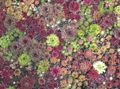   バーガンディ、クラレット 観賞植物 家のネギ 多肉植物 / Sempervivum フォト