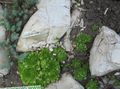   grænt skraut plöntur Houseleek succulents / Sempervivum mynd
