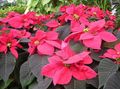   flerfarget Prydplanter Julestjerne, Noche Buena, , Christmas Blomst grønne pryd / Euphorbia pulcherrima Bilde