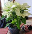   valkoinen Koristekasvit Joulutähti, Noche Buena, , Joulu Kukka koristelehtikasvit / Euphorbia pulcherrima kuva
