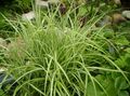   panaché des plantes décoratives Carex les plantes décoratives et caduques Photo