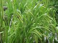   yeşil Süs Bitkileri Saz yapraklı süs / Carex fotoğraf
