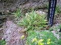   зелен Декоративни растения Carex, Острица житни снимка