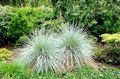   silvery Ornamental Plants New Zealand Hair Sedge cereals / Carex Photo