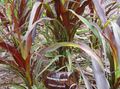   vineux des plantes décoratives Chinois Herbe Fontaine, Pennisetum des céréales Photo