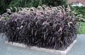   οινώδης Διακοσμητικά φυτά Κινέζικο Σιντριβάνι Γρασίδι, Pennisetum δημητριακά φωτογραφία