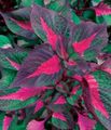   çok renkli Dana Biftek Bitki yapraklı süs / Perilla fotoğraf