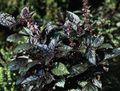   dökk grænn skraut plöntur Basil ferskt ornamentals / Ocimum basilicum mynd