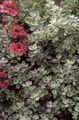   gyllene Dekorativa Växter Plectostachys dekorativbladiga Fil
