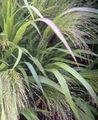   chiaro-verde Le piante ornamentali L'amore Erba graminacee / Eragrostis foto
