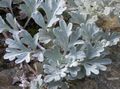   silfurgljáandi skraut plöntur Mugwort Dvergur ferskt ornamentals / Artemisia mynd