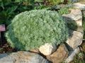   银 观赏植物 艾蒿矮人 绿叶观赏植物 / Artemisia 照