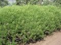  zelena Okrasne Rastline Pelin, Mugwort žito / Artemisia fotografija