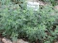   silfurgljáandi skraut plöntur Malurt, Mugwort korn / Artemisia mynd