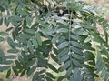   πράσινος Διακοσμητικά φυτά Μέλι Ακρίδων / Gleditsia φωτογραφία