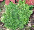   roheline Dekoratiivtaimede Alberta Kuusk, Must Mäed Kuusk, Valge Kuusk, Kanada Kuusk / Picea glauca Foto