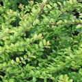   πράσινος Διακοσμητικά φυτά Θαμνώδη Αγιόκλημα, Αγιόκλημα Κουτί, Boxleaf Αγιόκλημα / Lonicera nitida φωτογραφία