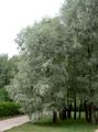   sølvfarvede Prydplanter Pil / Salix Foto
