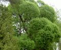   светло-зелен Украсне Биљке Врба / Salix фотографија