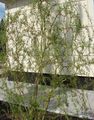   grün Dekorative Pflanzen Weide / Salix Foto