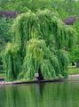   zelená Dekorativní rostliny Vrba / Salix fotografie