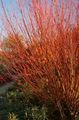   burgundia Dísznövény Fűz / Salix fénykép